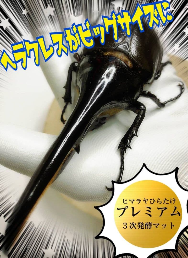 極上！プレミアム発酵ヘラクレスマット【200リットル】ギネスサイズ連発してます！