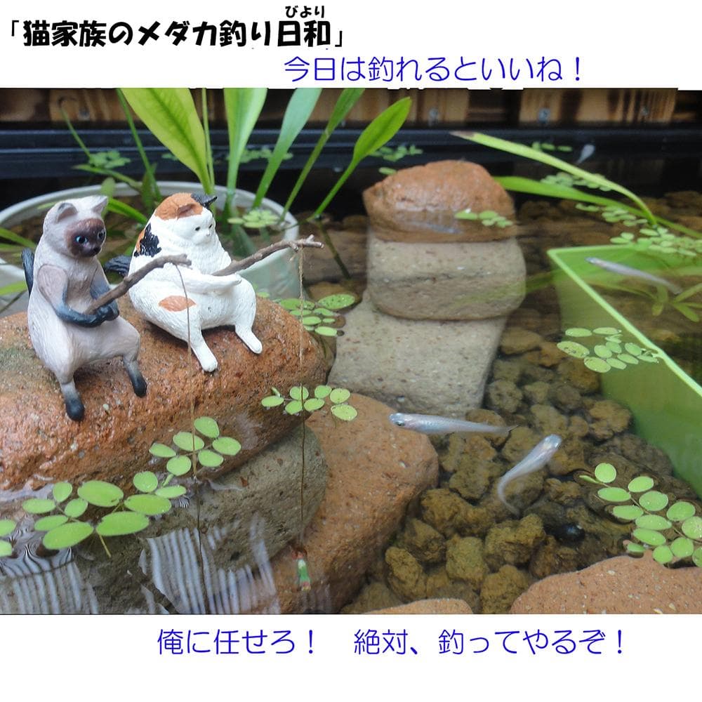 ビオトープ 40L トロ舟＆木枠セット（棚付き）メダカ・金魚飼育用