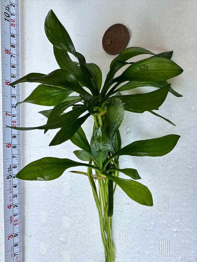 水草　エキノドルス・サターン　エキノドルス sp サターン　30cm弱