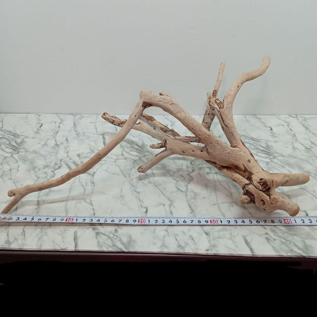 ！専用！アク抜き済み流木【645】セール