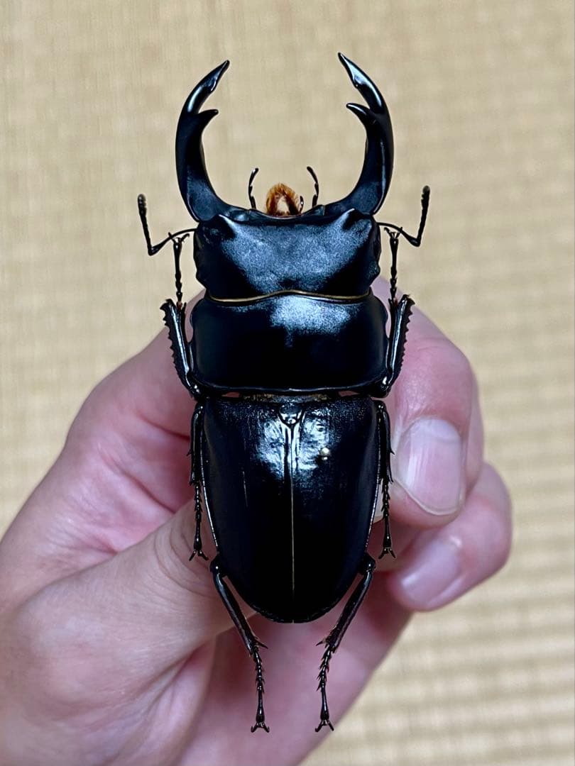 オオクワガタ特大78.6㎜　初令幼虫採集個体