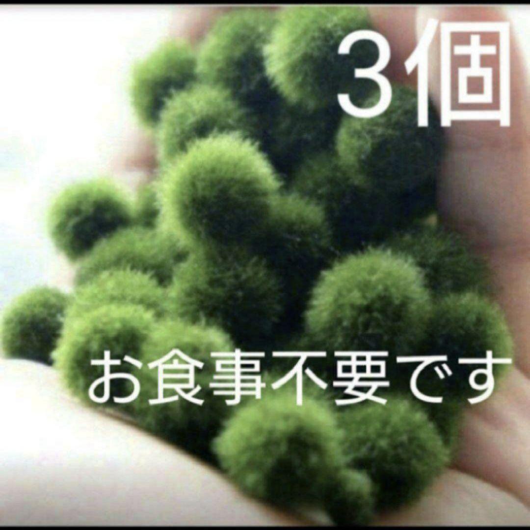 国産マリモ 約１cm 100個 癒しのマリモ無農薬