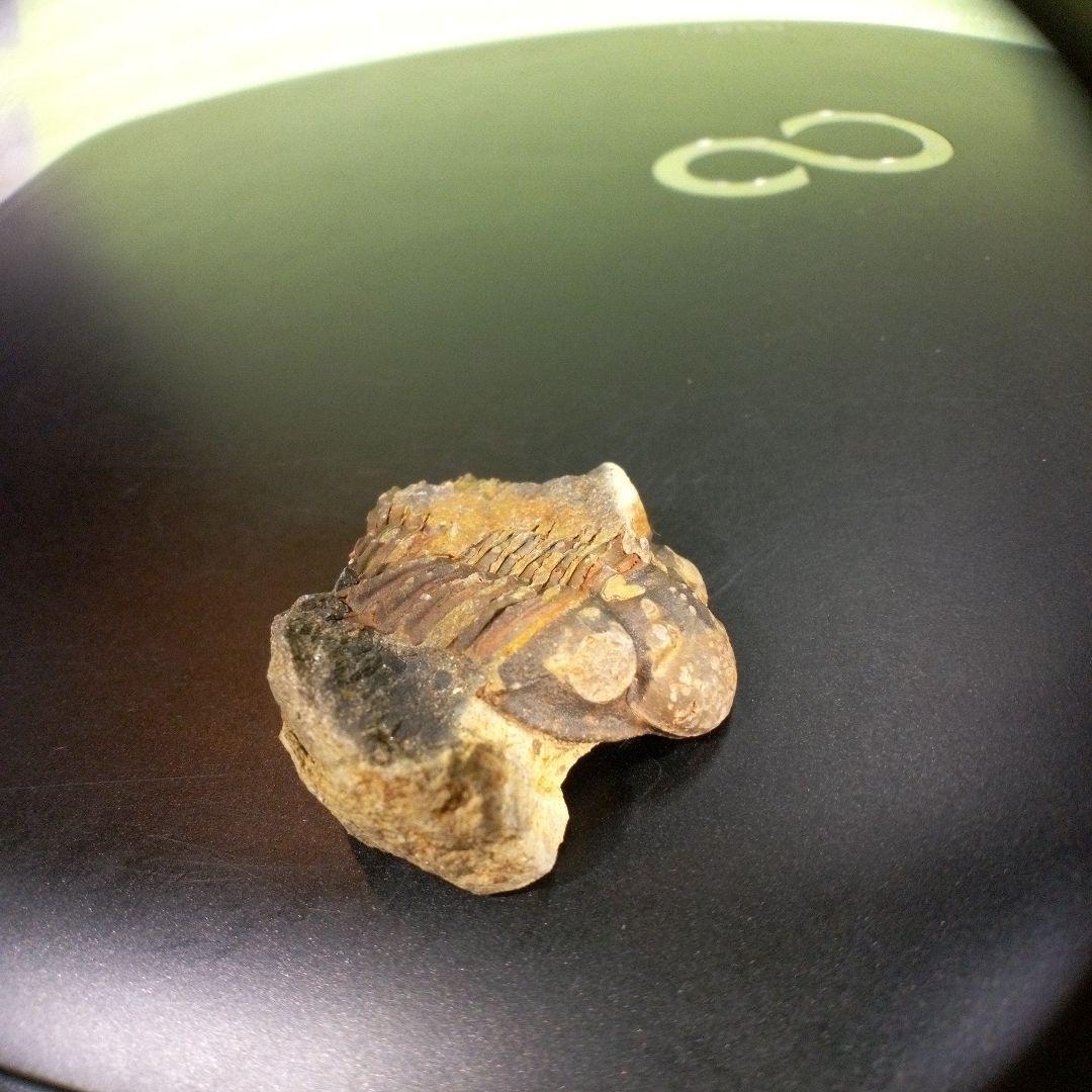 三葉虫　化石　fossil　海　ボリビア産　trilobite　海生動物網⑨
