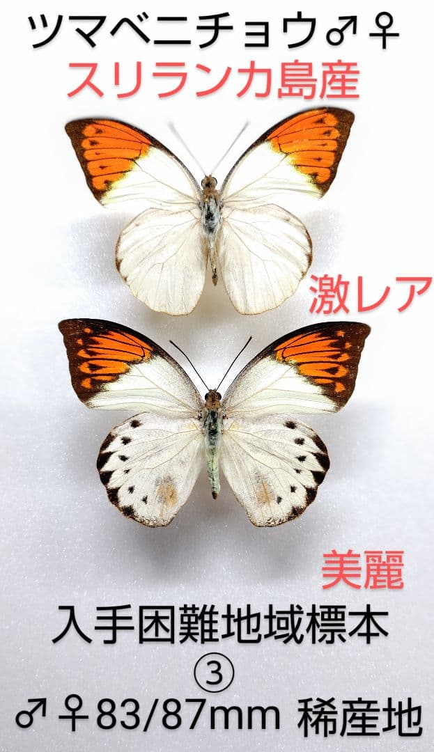 ツマベニチョウ♂♀標本★スリランカ島産★激レア入手困難地域貴重標本