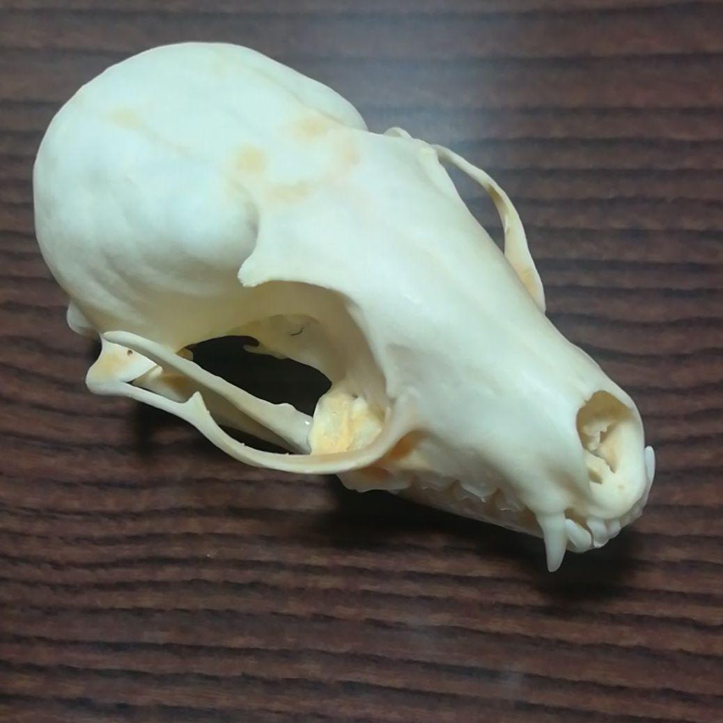 インドネシア産 ジャコウネコ