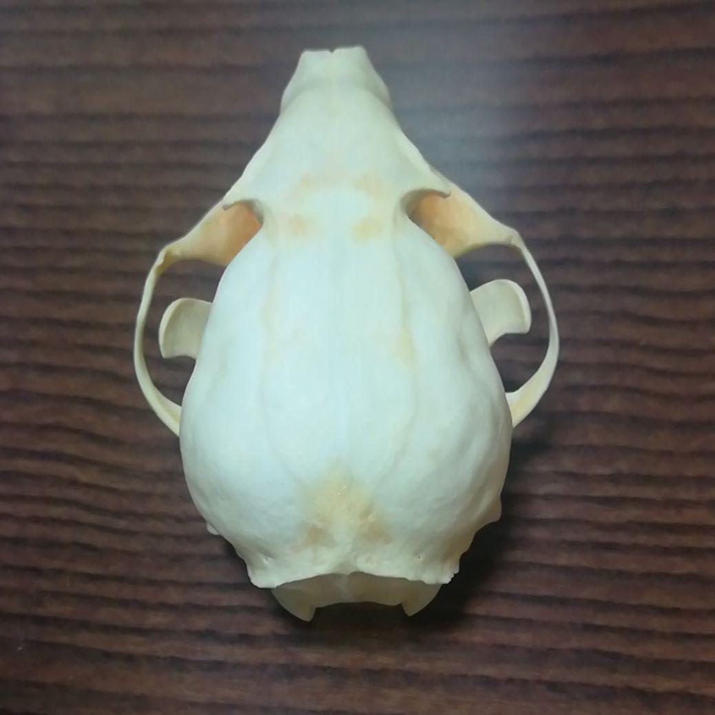 インドネシア産 ジャコウネコ