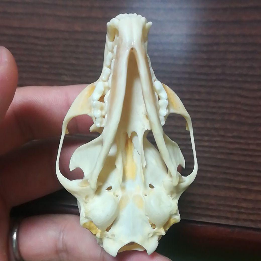 インドネシア産 ジャコウネコ