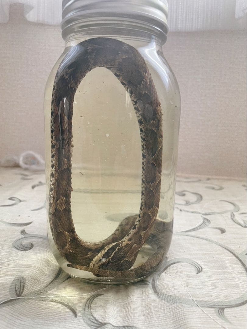 マムシの標本