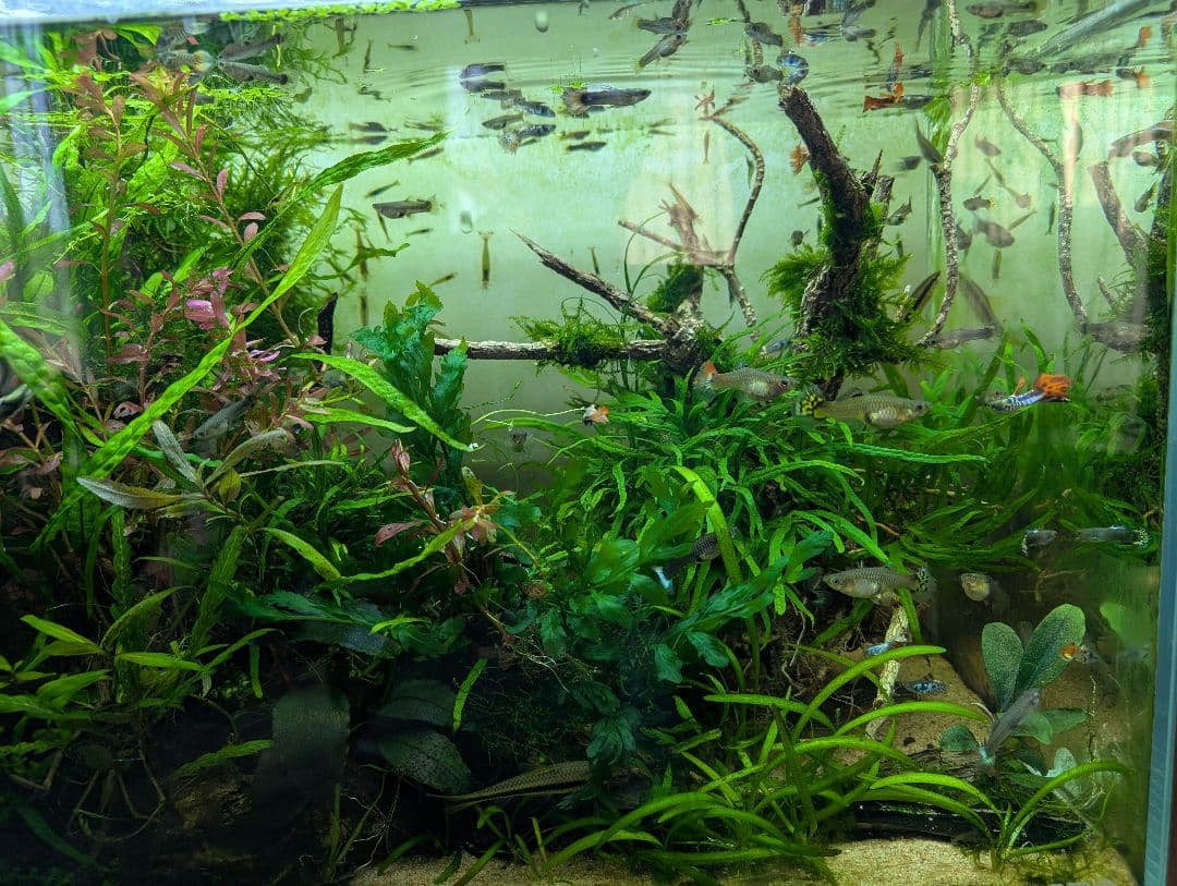 密生ミクロソリウムトライデントリーフ大株200葉以上が自然活着した自家製流木