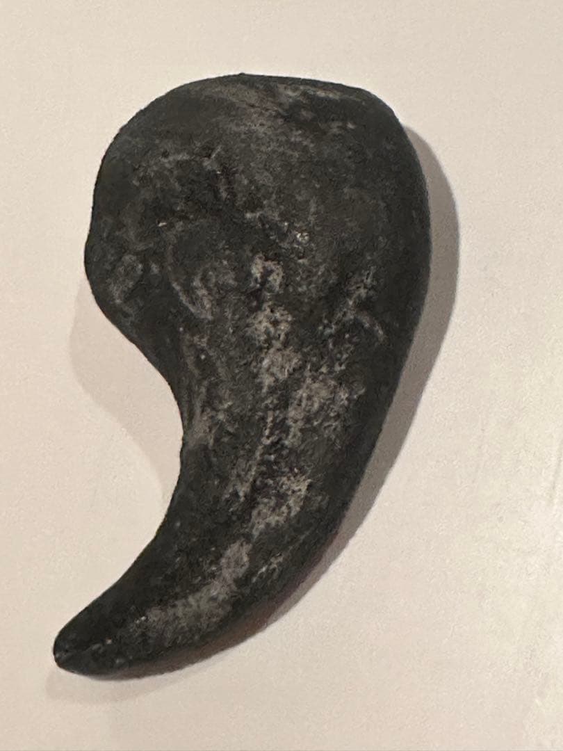 Allosaurus 化石 恐竜 ティラノサウルス カルカロドントサウルス　底値