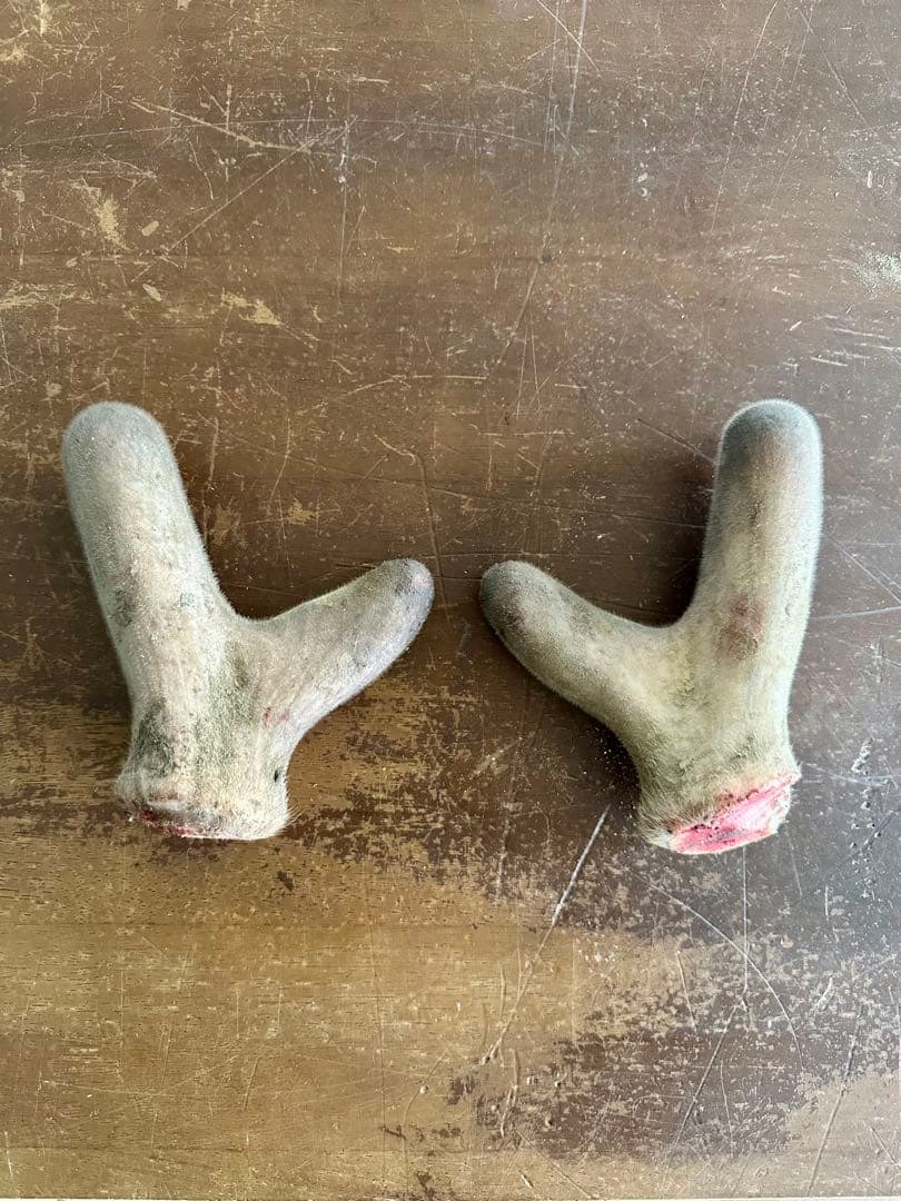 鹿茸　袋角　エゾシカ