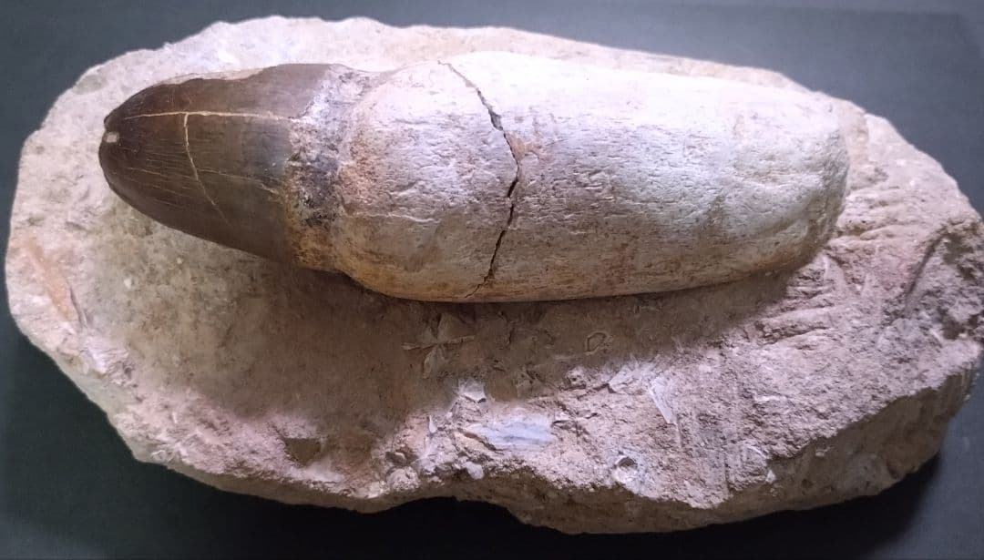 【特大プログナソドン】モササウルスの歯14cmオーバー1.8kg歯根岩盤付
