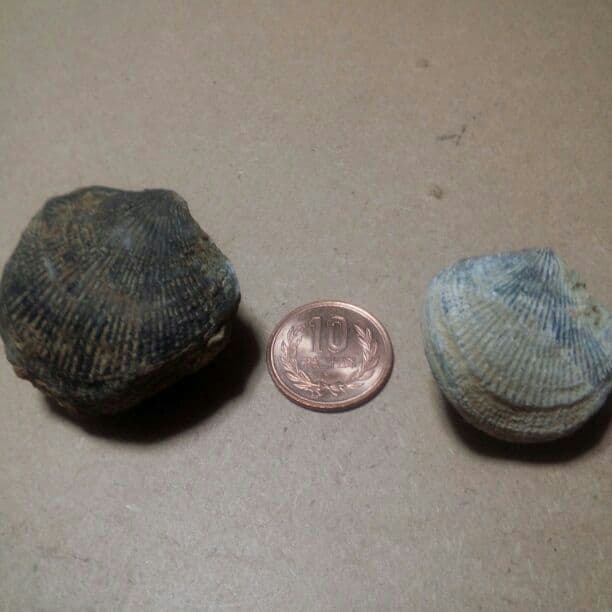 貝の化石