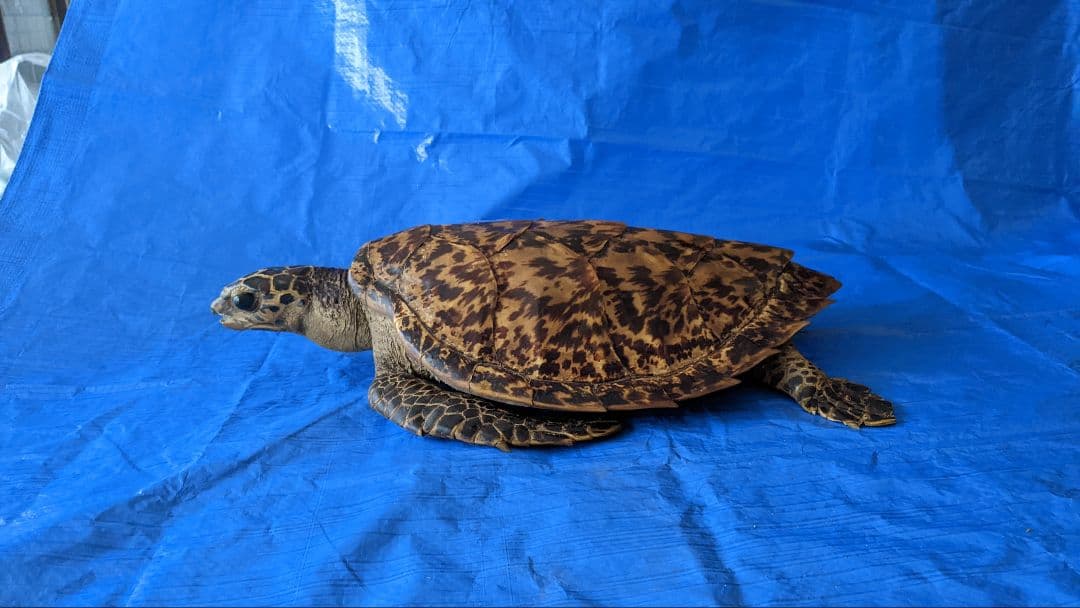 ⑤うみがめ〚タイマイ〛の剥製　 　壁掛けフックつき