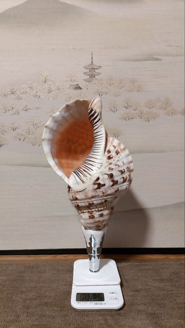 法螺貝　⑳