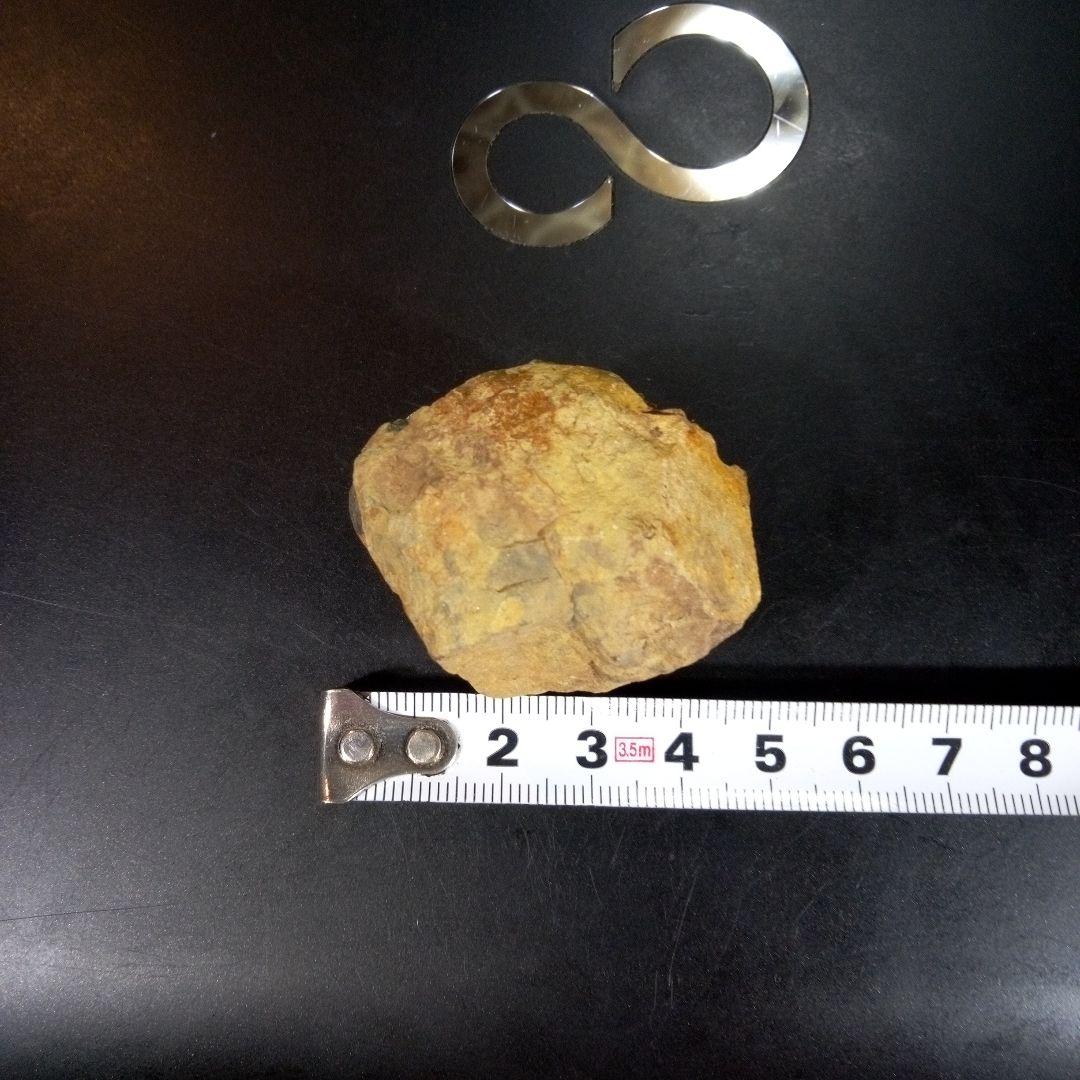 三葉虫　化石　fossil　ボリビア　trilobite　海生動物　三葉虫識別①