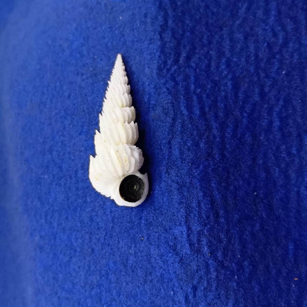 貝標本ヤエバイトカケ（蓋付）