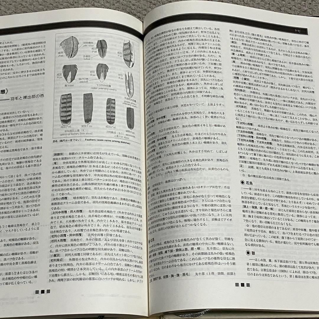 図鑑　日本のワシタカ類