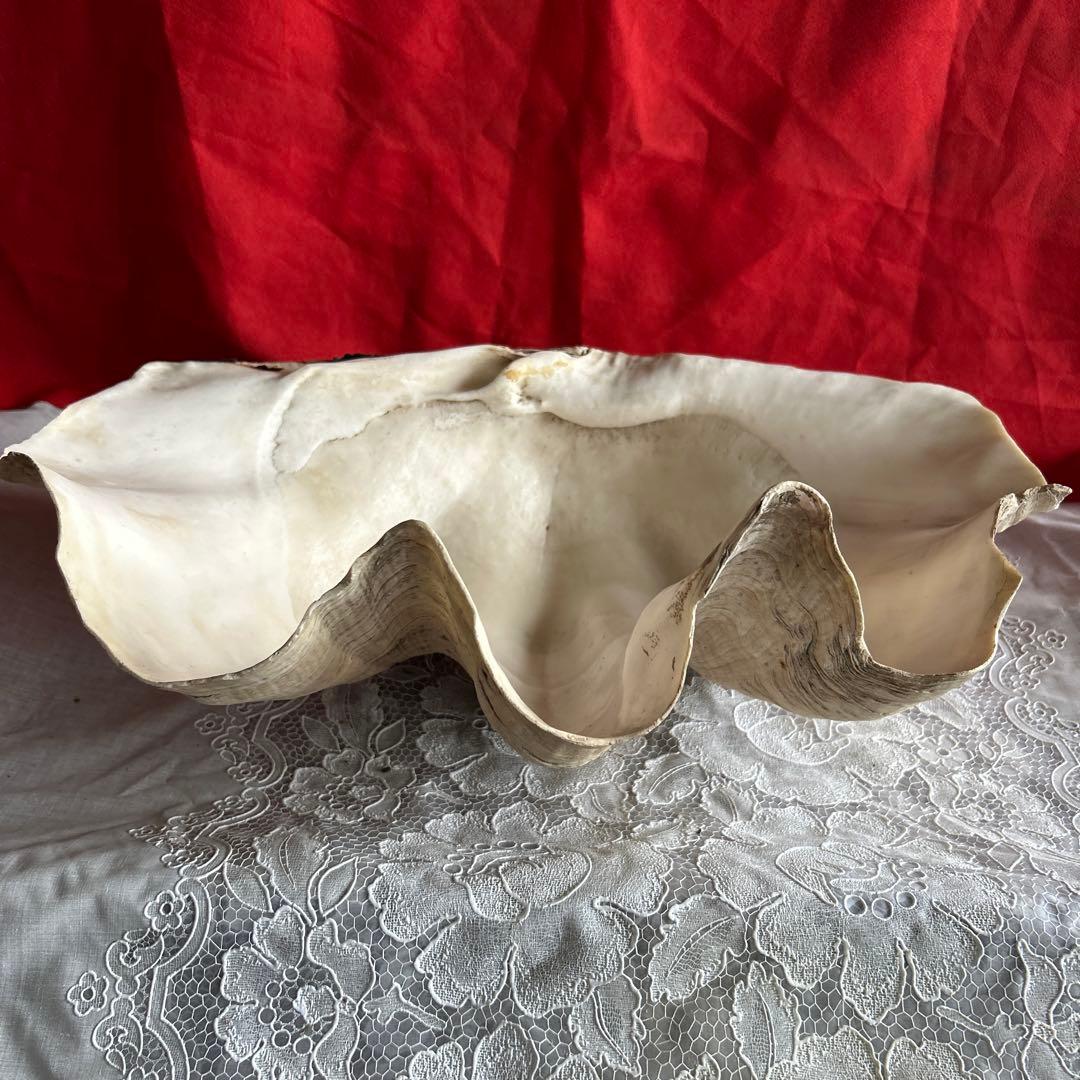 貝殻 ボウル型 レイアウト用品 大きめ42センチ