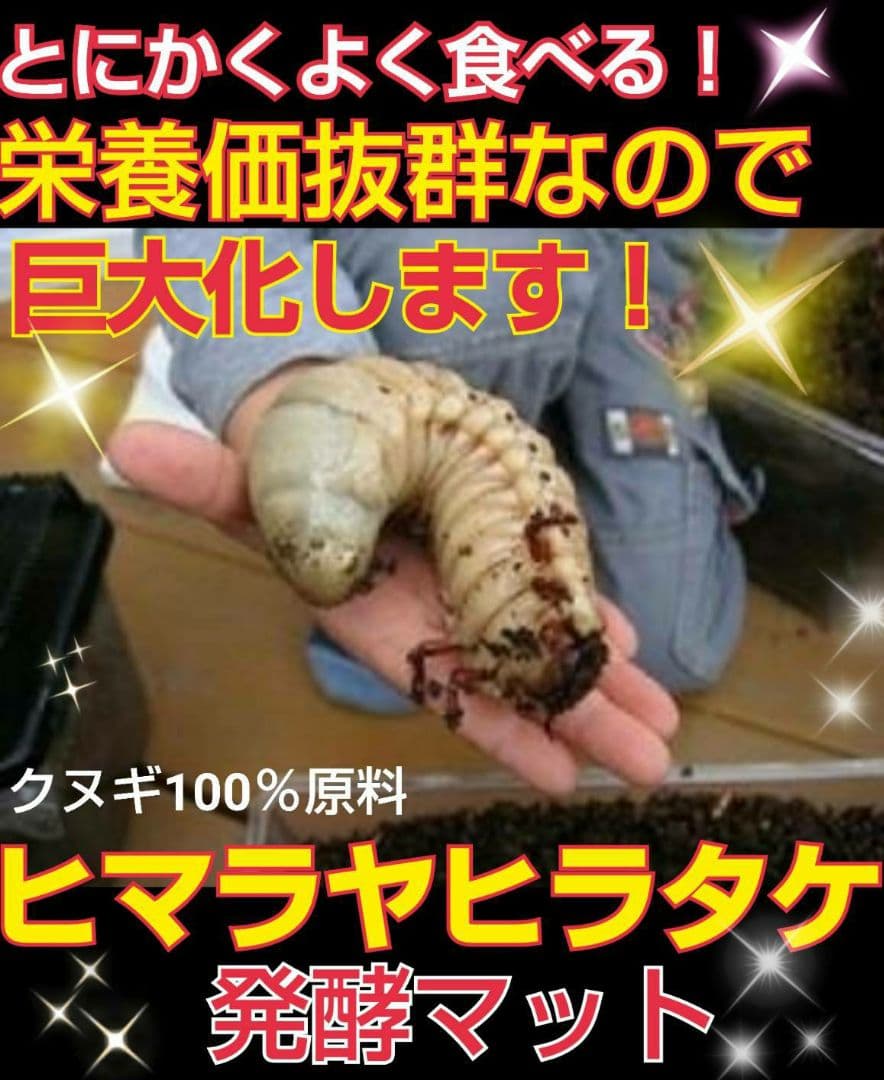デカクなりすぎ注意！ヒマラヤひらたけ発酵マット　産卵にも！増量100リットル