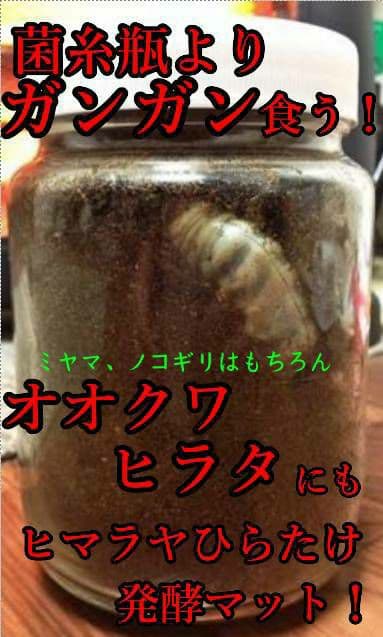 デカクなりすぎ注意！ヒマラヤひらたけ発酵マット　産卵にも！増量100リットル