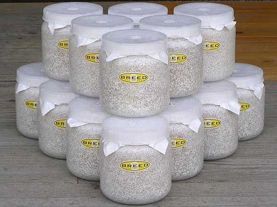 大型・美形クワガタ飼育用　BREED菌糸ビン　1500ml　20本セット／菌糸瓶