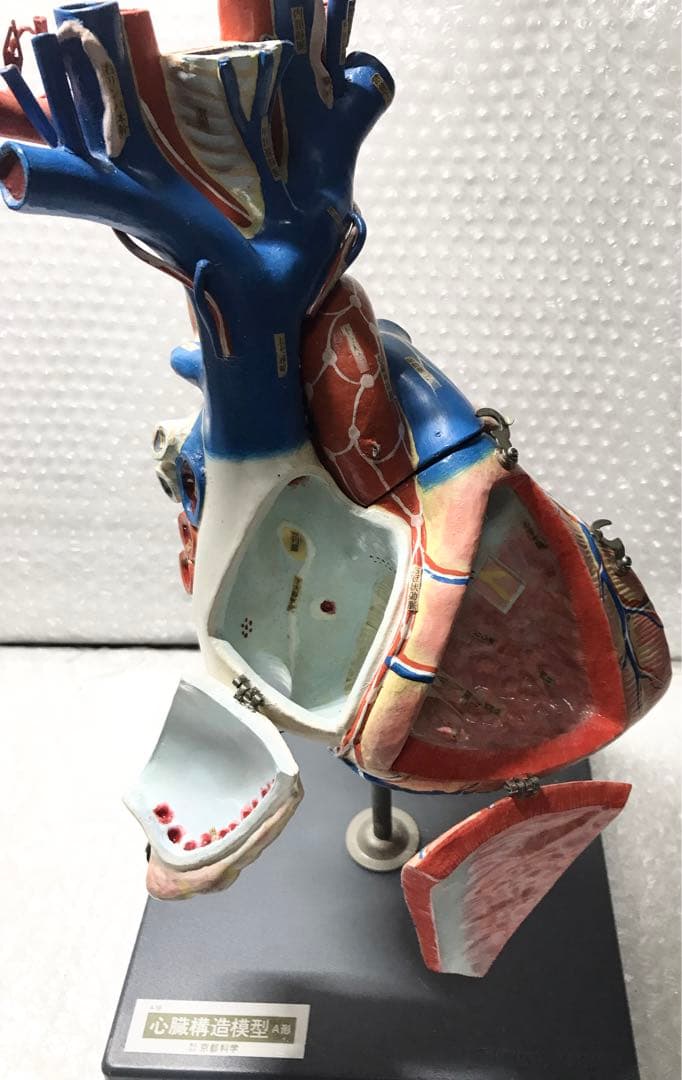心臓構造模型A型 京都科学♡