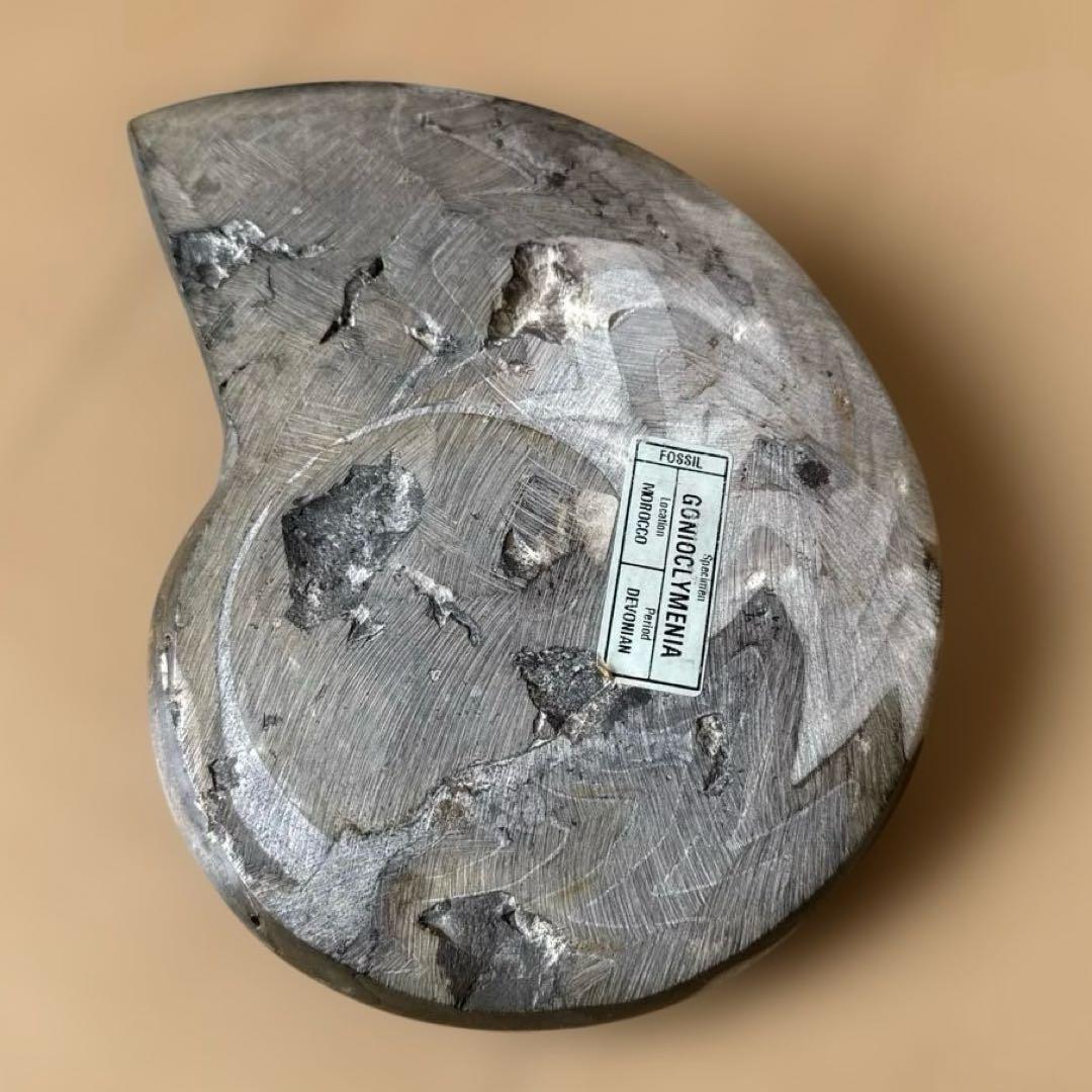 ゴニオクリメニアの化石 アンモナイト モロッコ産 化石 デボン紀 大きめサイズ