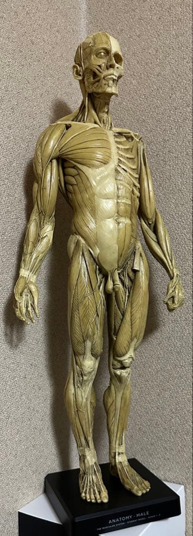 Anatomy Tools ANATOMY 男性 女性 人体模型 アナトミー