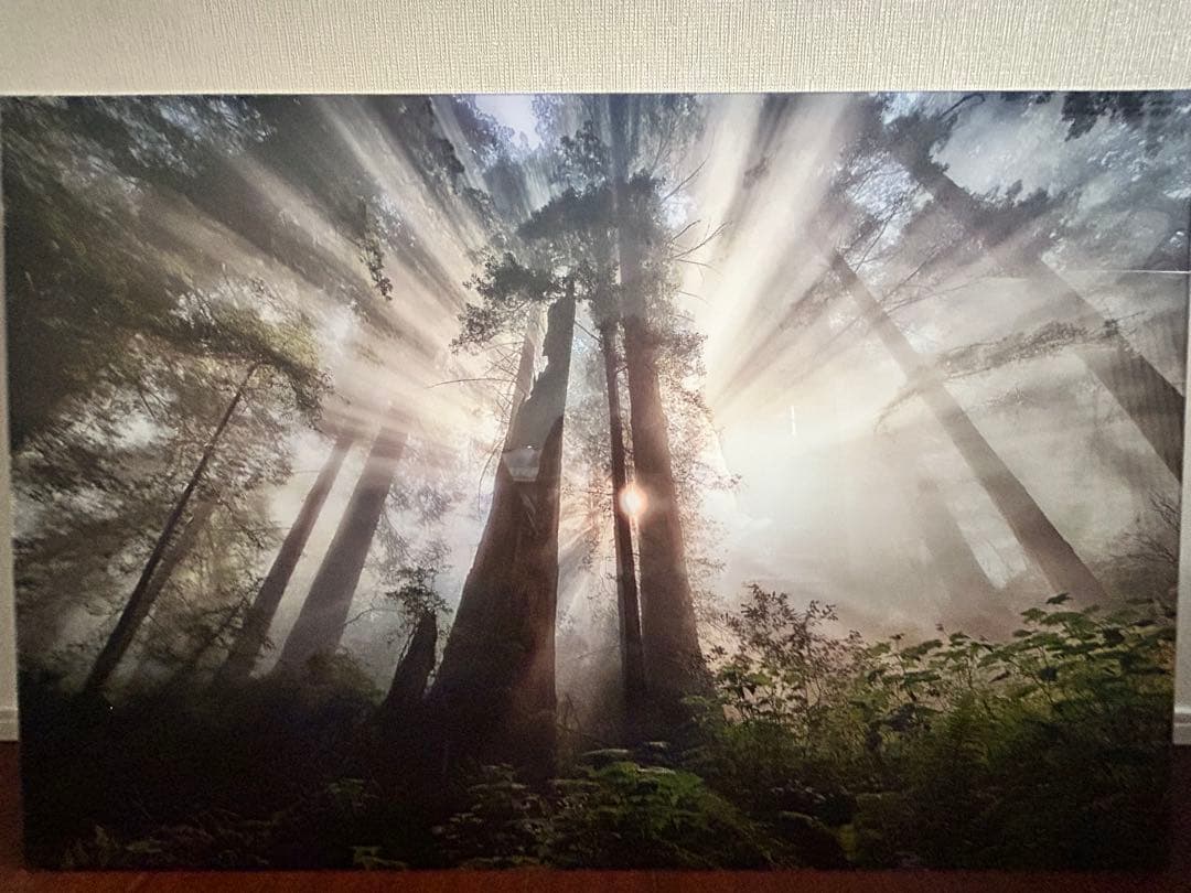 幻想的な森林の風景 Lサイズ アート写真