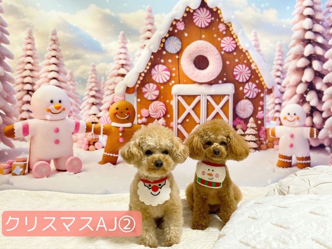 背景布　秋XD③　ペット撮影用フォトブース　ハロウィントリミングチョーカー販売中