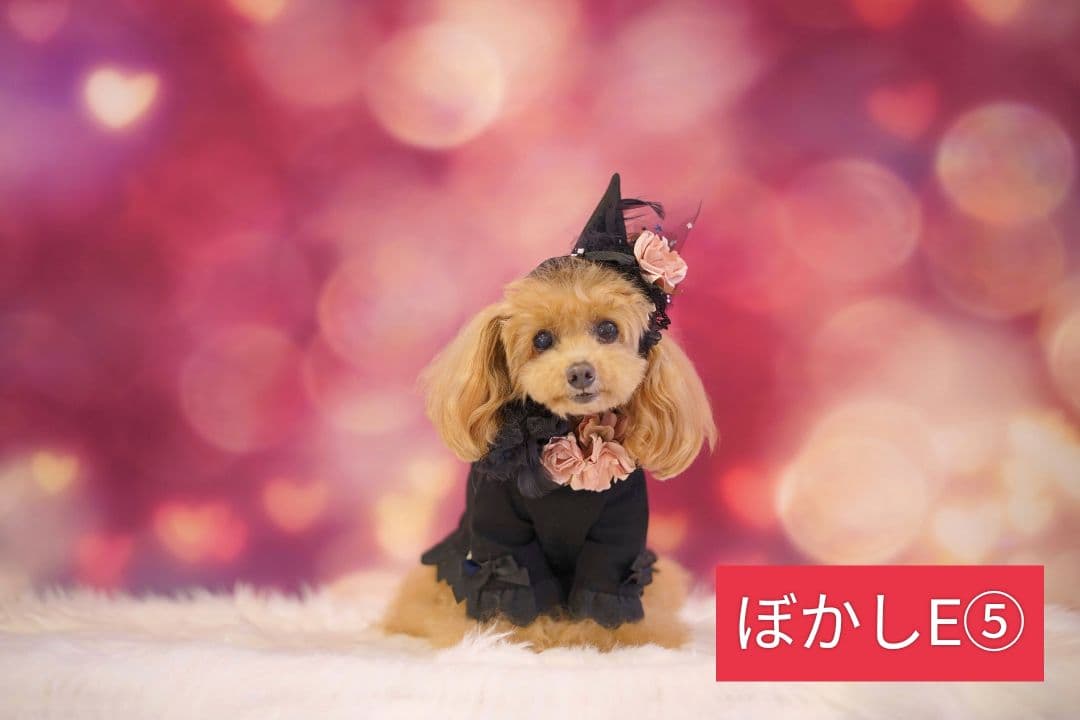 背景布　秋XD③　ペット撮影用フォトブース　ハロウィントリミングチョーカー販売中