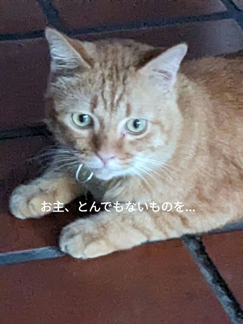 【マジモノ…】動物の〇ちゃんを素材としたプラクルアン？呪物？すごい金運＆幸運…