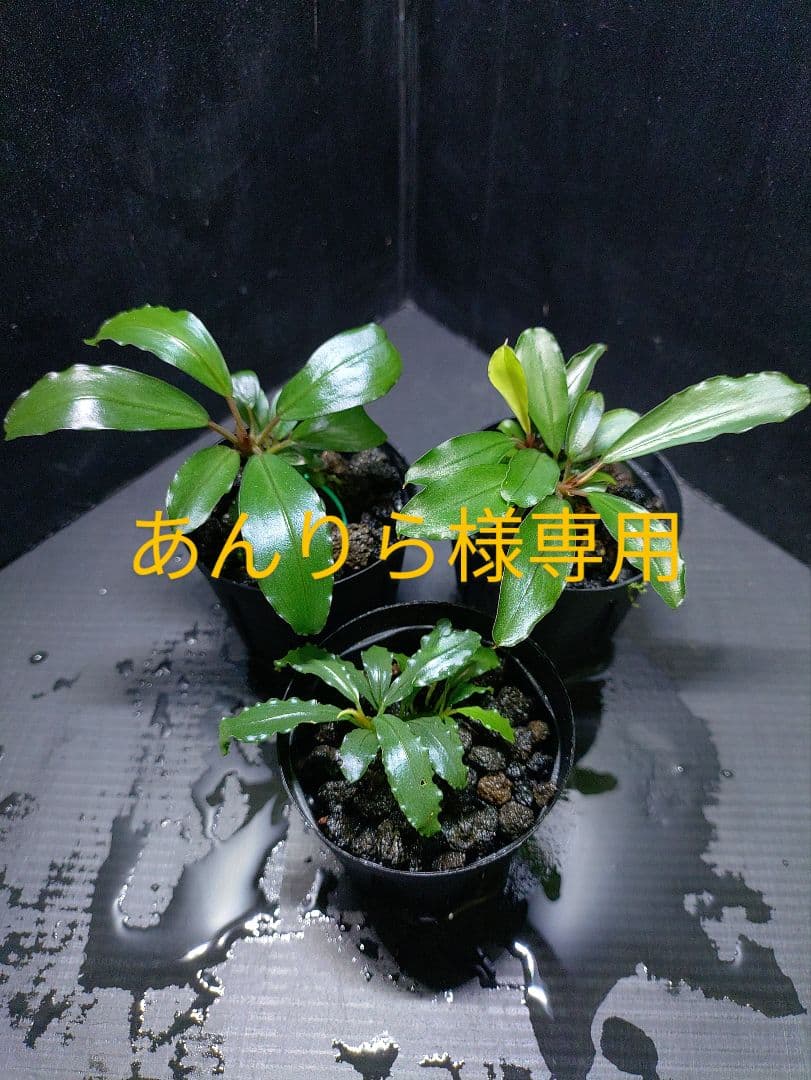 あんりら