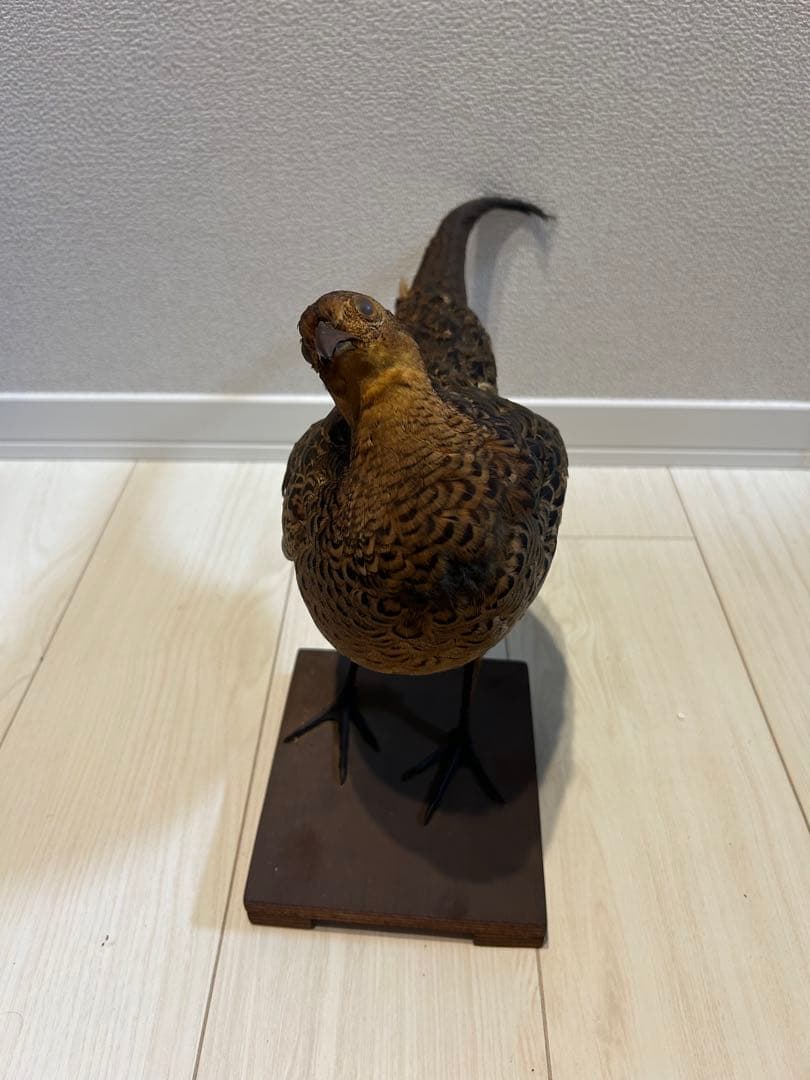 キジ剥製