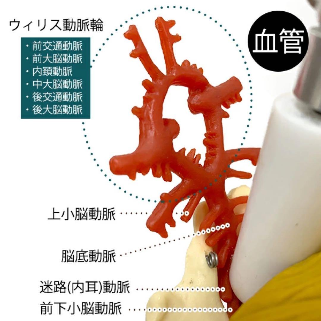 〈7ウェルネ〉脊椎模型 (主要筋・靭帯・神経、血管付) 実物大