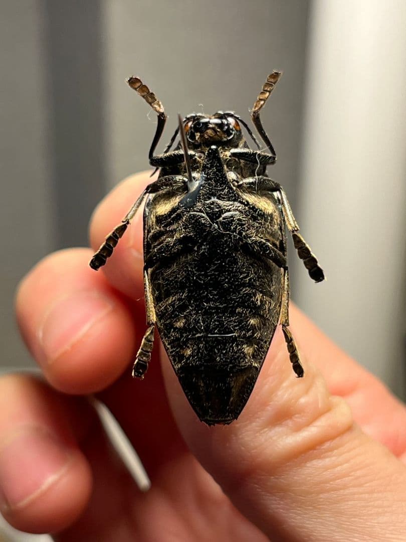 【34mm】ニジイロフトタマムシ フトタマムシ スハンダエ プラチナコガネ標本