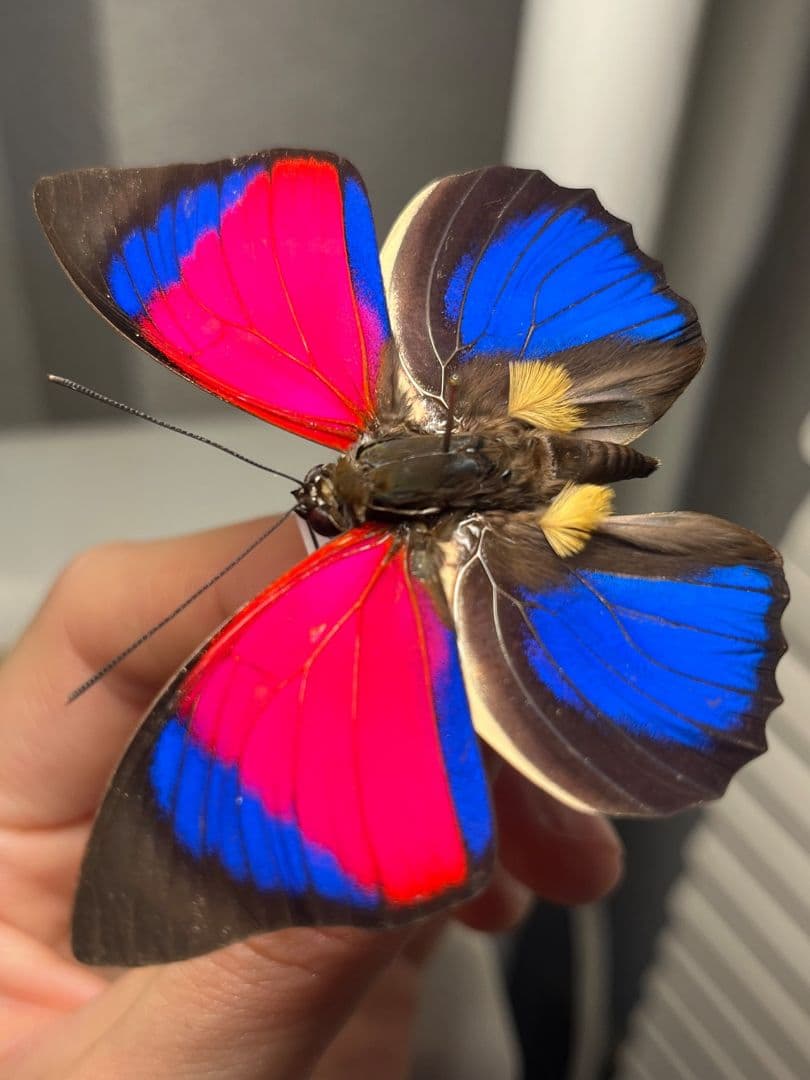 【極美PINK】アグリアスクラウディナサルダナパルス♂ ミイロタテハ 蝶標本