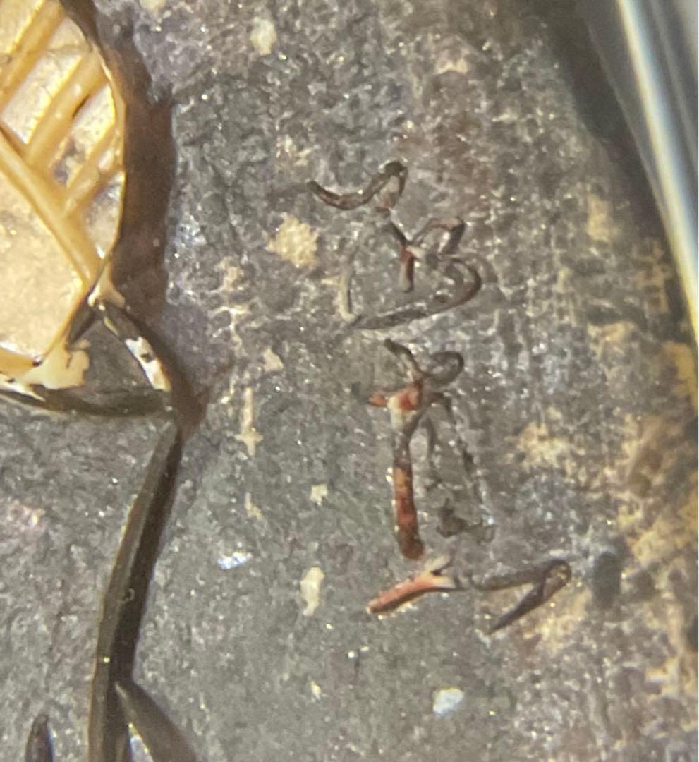 値下げ　骨董　布袋様　置物