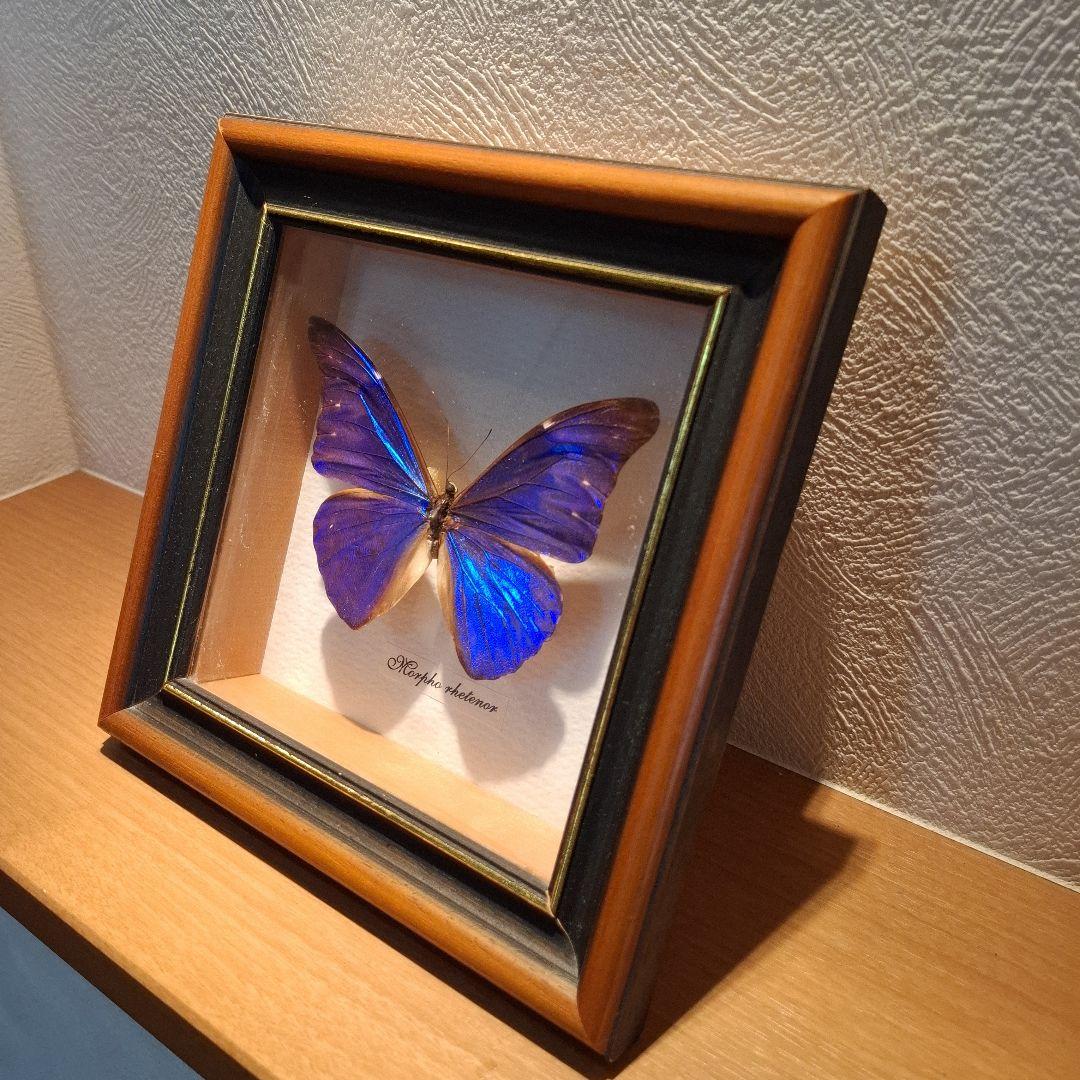 Morpho rhetenor蝶　レテノールモルフォ　標本