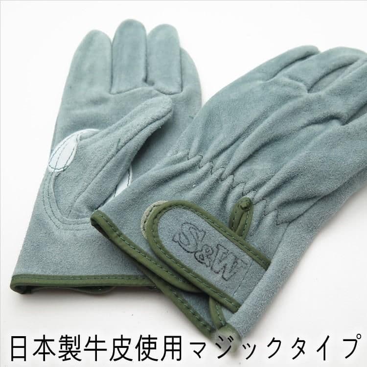 アロカシア