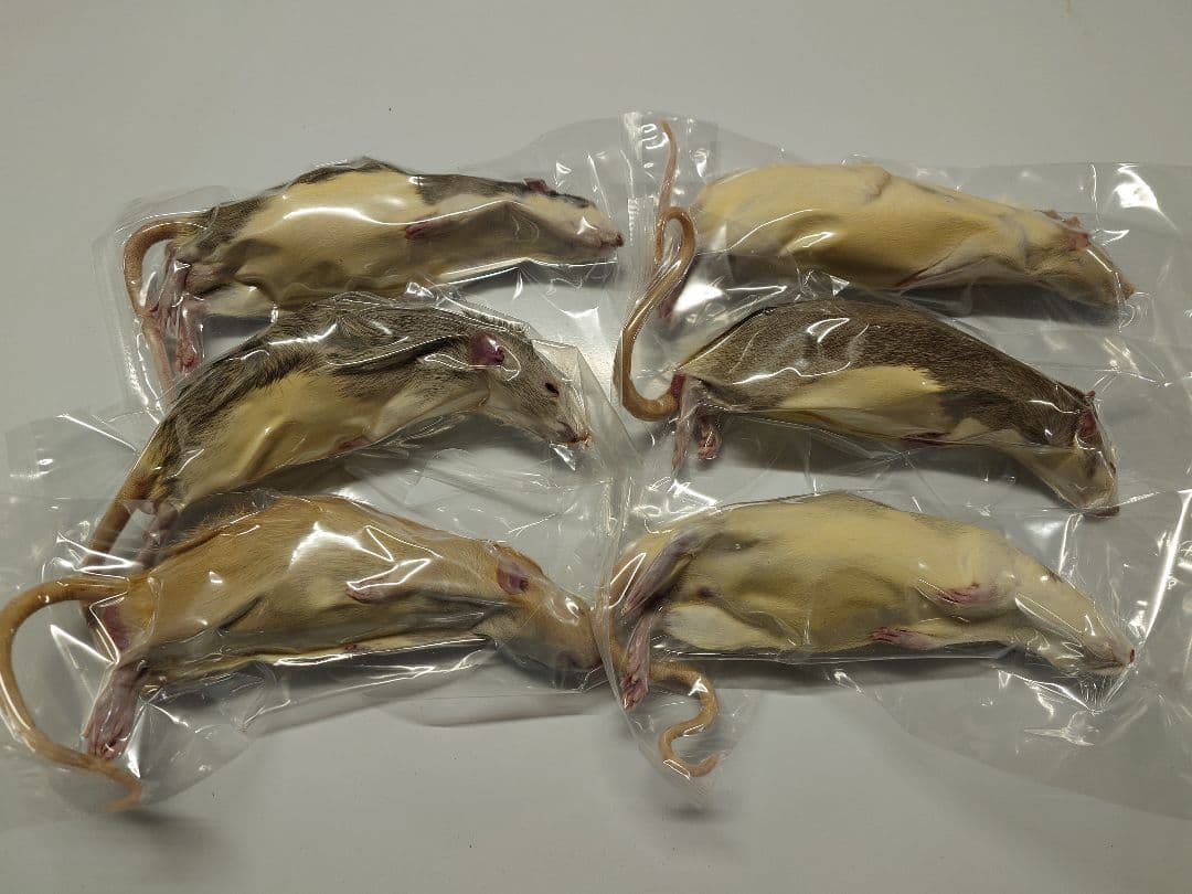 冷凍ラット 30匹セット 100~130g