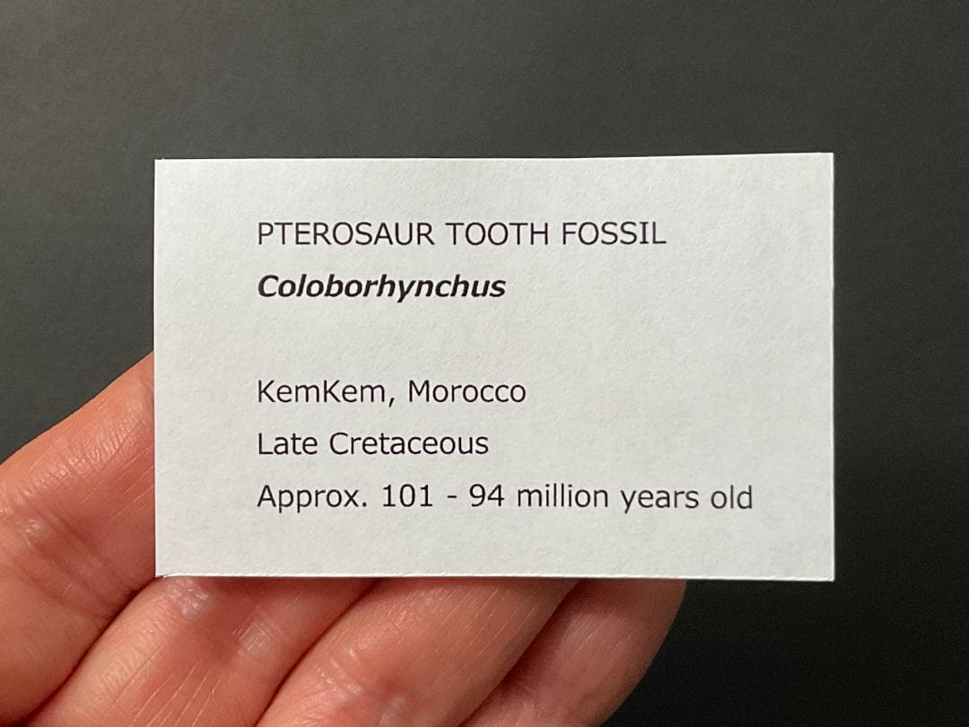翼竜 化石 [PT15] コロボリンクス 恐竜の歯 希少 レア