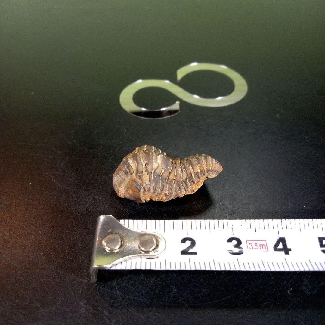 三葉虫　化石　fossil　海　ボリビア産　trilobite　海生動物判別⑫