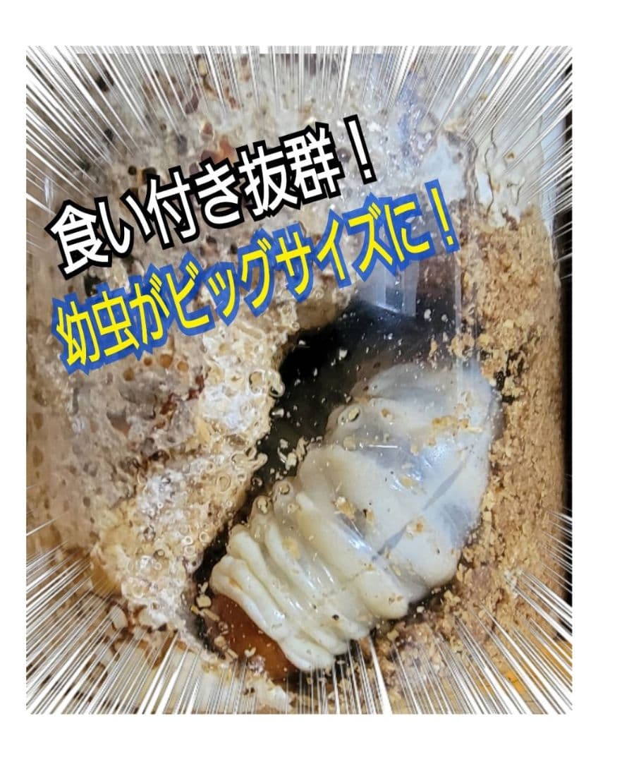 極上！ヒマラヤひらたけ菌糸瓶☆特大1500ml【6本】トレハロース強化配合！