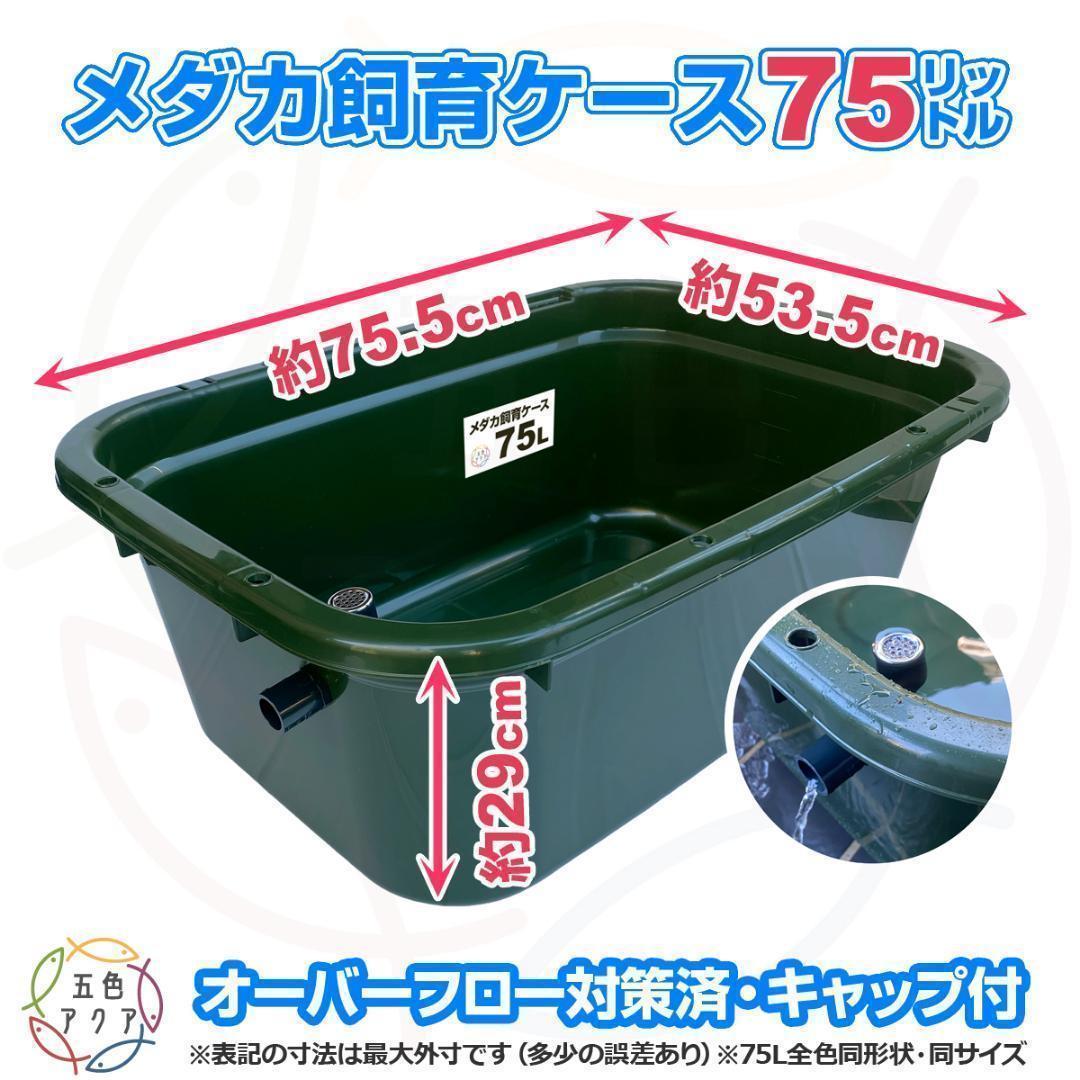 メダカ飼育ケース 75㍑x2個 黒・深緑あり オーバーフロー 金魚飼育容器 越冬