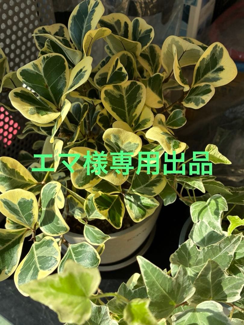 エマ1024出品
