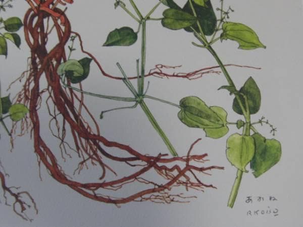 小磯良平、あかね、高級薬用植物画、版上サイン入り、新品額付