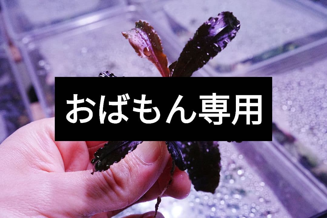 おばもん専用