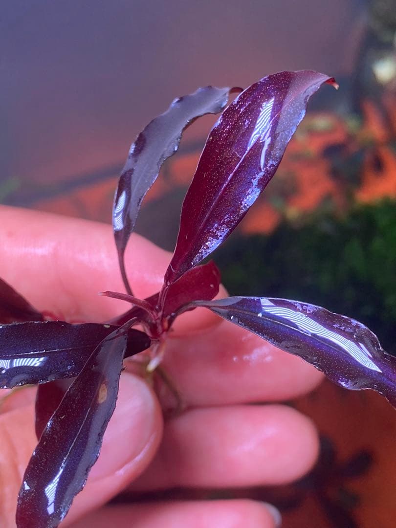 た*う様 ブセファランドラspゴーストカリマンタン 小群生株